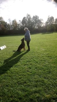 Rally Obedience mit Odin